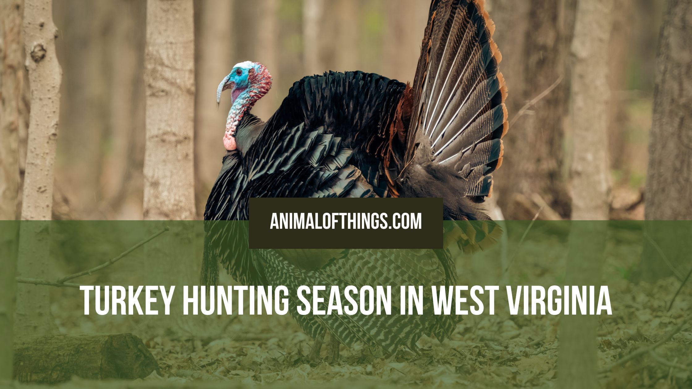 Turkey Hunting Season in West Virginia: Dates, Zones, and Regulations