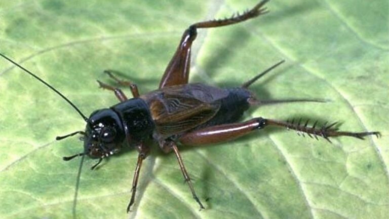 types of crickets in florida