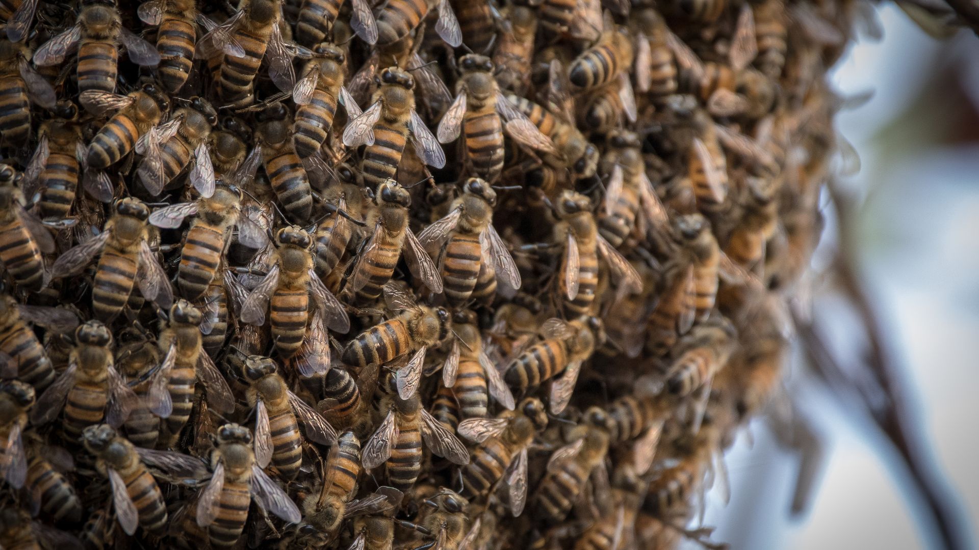 Support Bee Rights Beekeeping Laws in Idaho: Understanding Regulations and Compliance