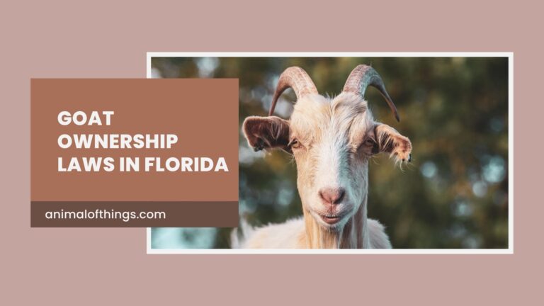 Goat Ownership Laws in Florida