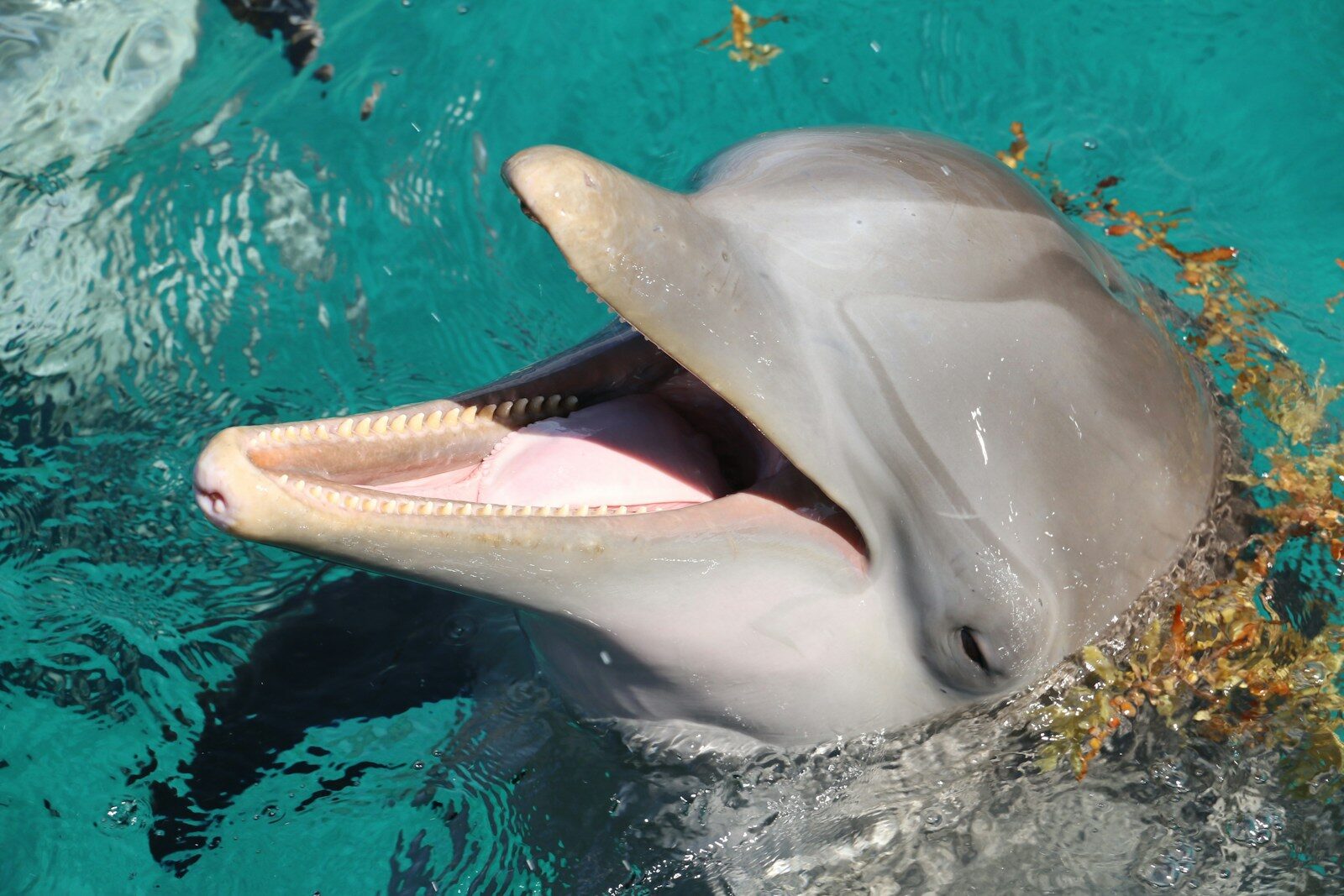 How Close Can You Get to Dolphins in California? Laws, Fines, and ...