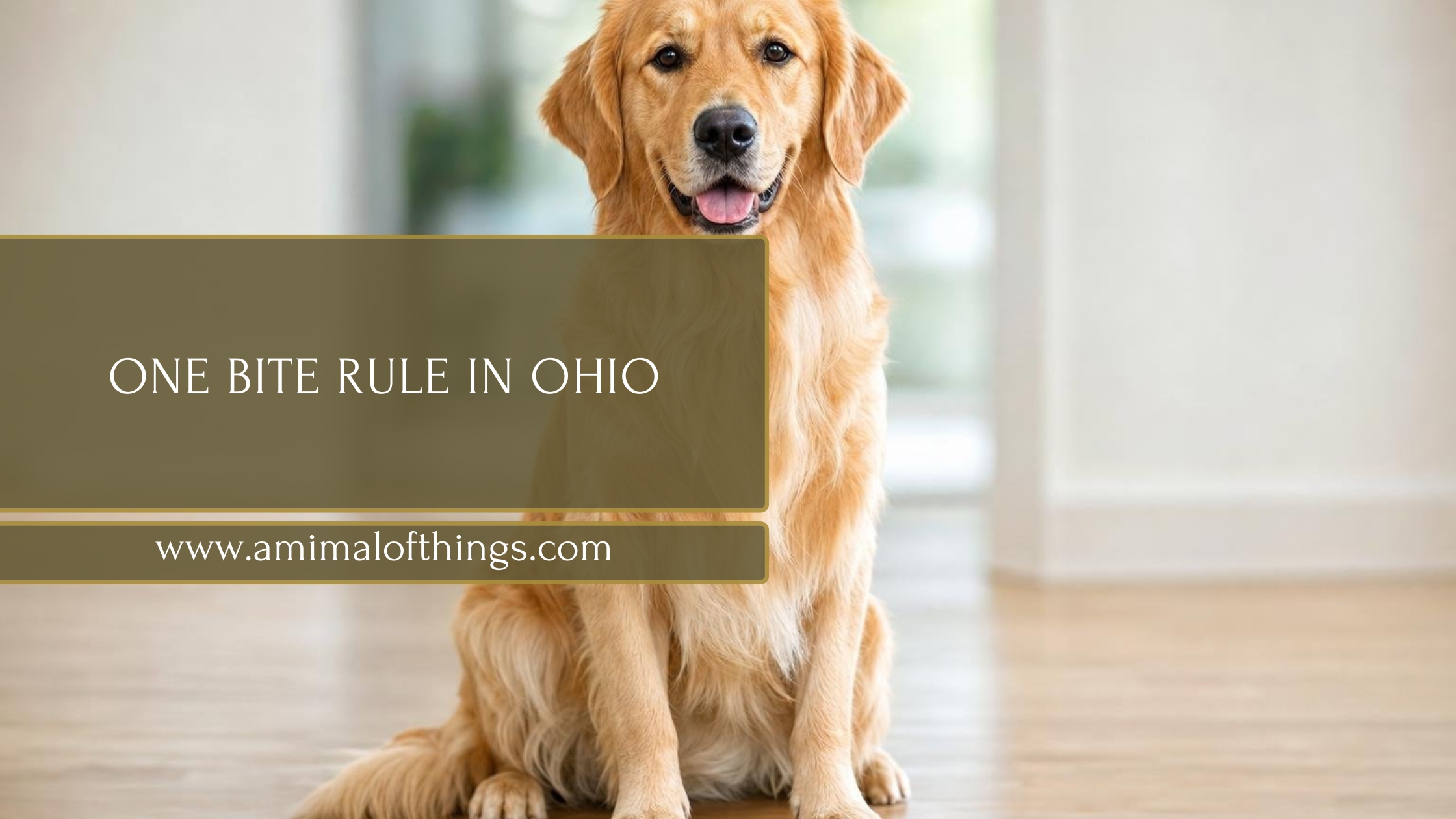 One Bit Ce The One Bite Rule in Ohio: How Dog Bite Liability Really Works