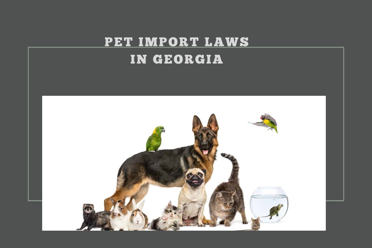 Pet Import Laws in Georgia: What Every Pet Owner Needs to Know Before ...