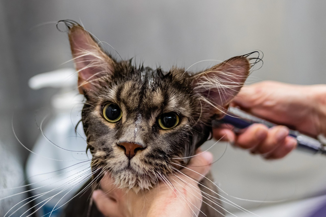 Pet Import Laws in Utah: What Every Pet Owner Needs to Know Before Moving