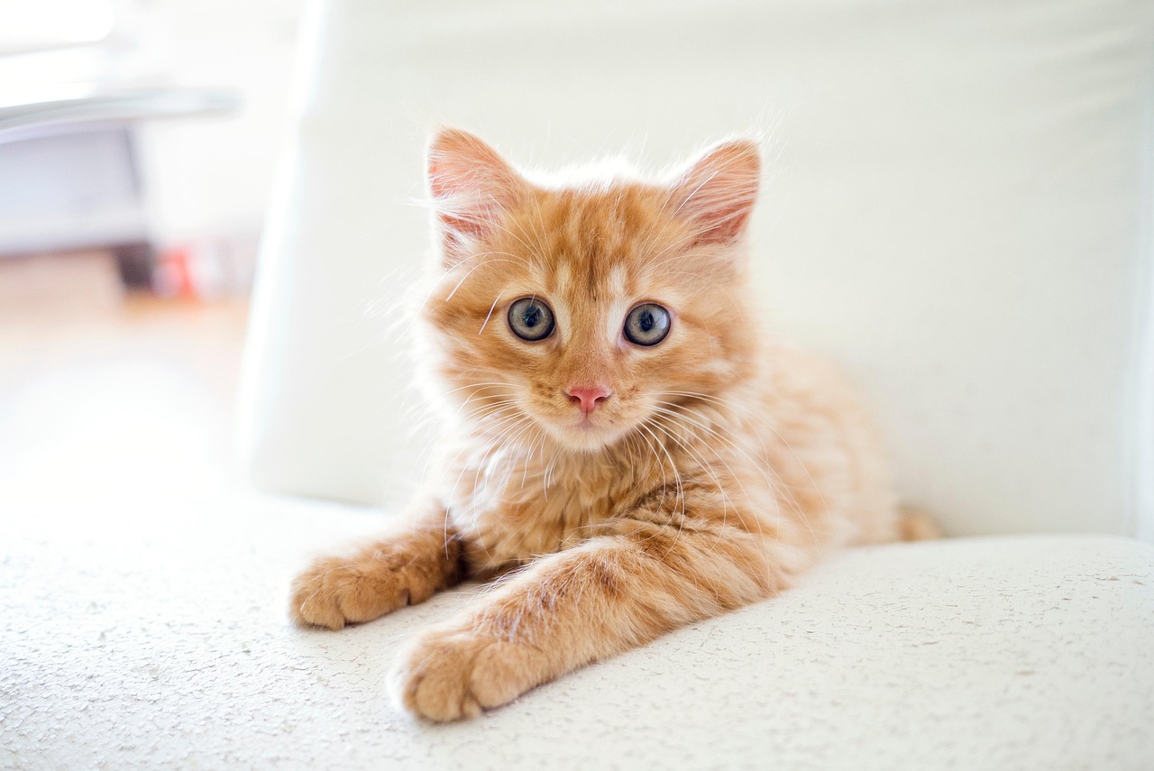 Rabies Vaccine Requirements for Cats in Michigan: What the Law Actually ...