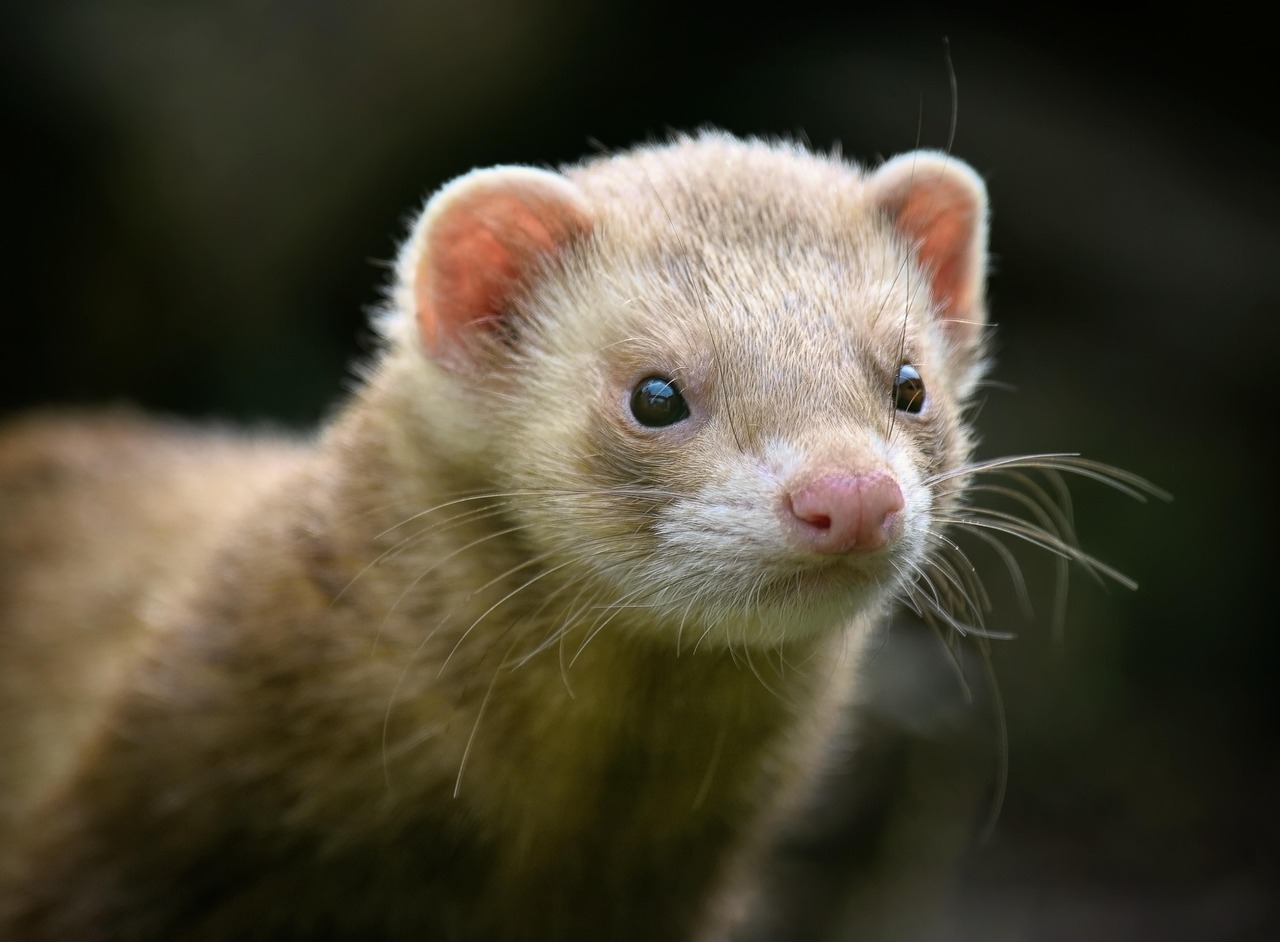 Rabies Vaccine Requirements for Ferrets in Washington State