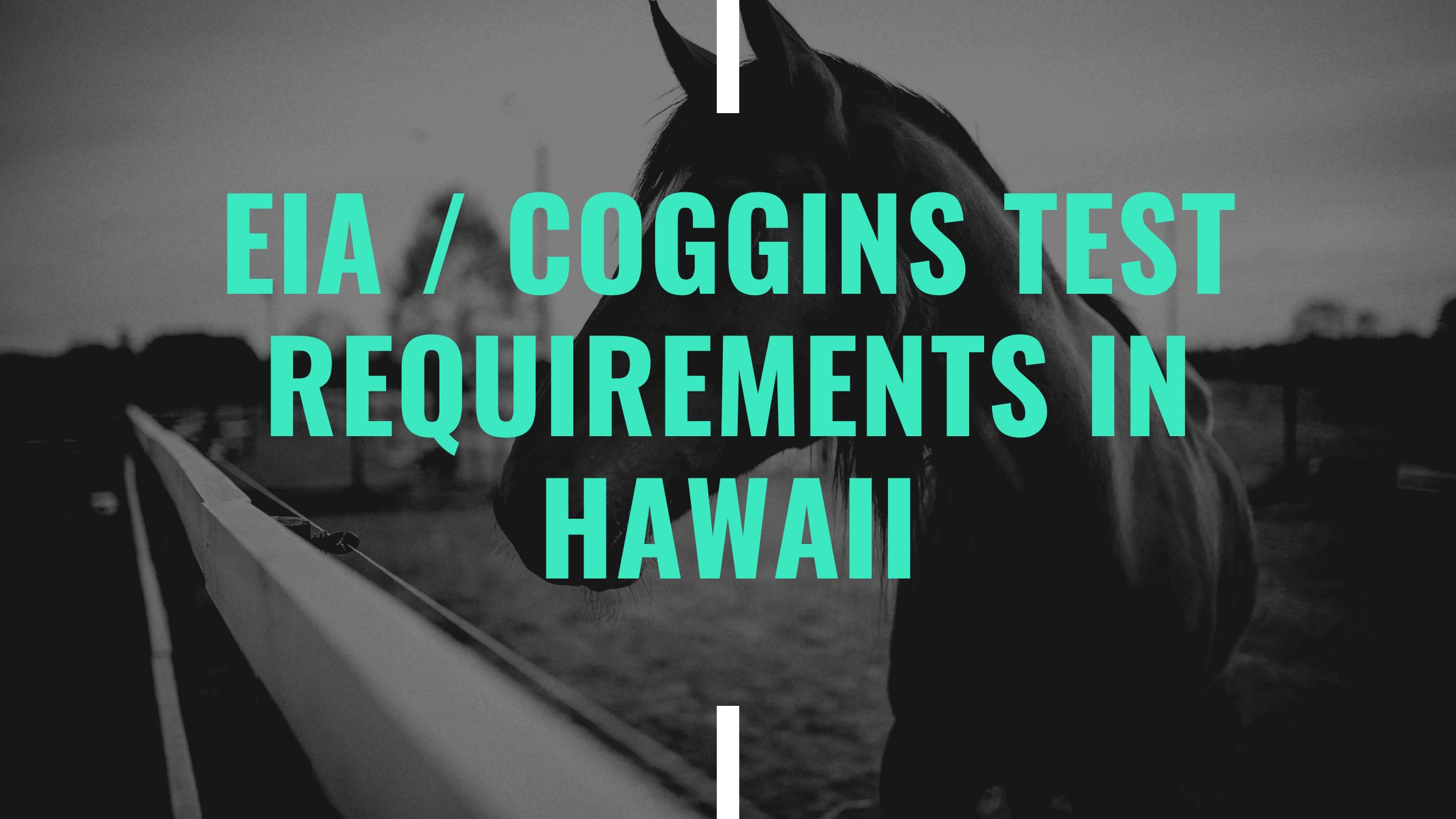 Coggins Test and EIA Requirements for Horses in Hawaii