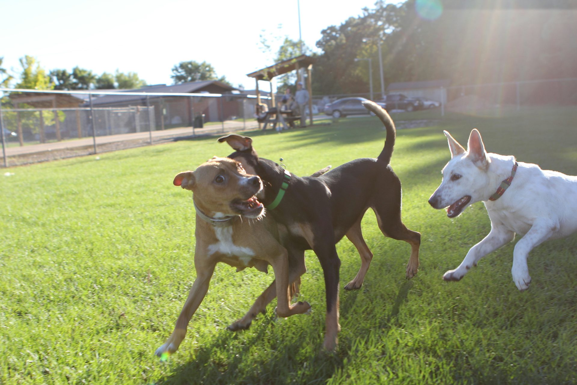 Dogs in Missouri State Parks: Leash Laws, Camping Rules, and Where They ...