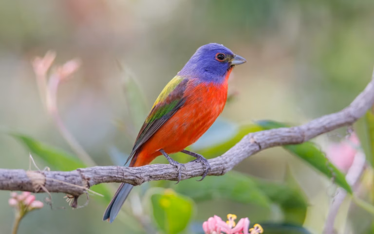 bunting birds in florida