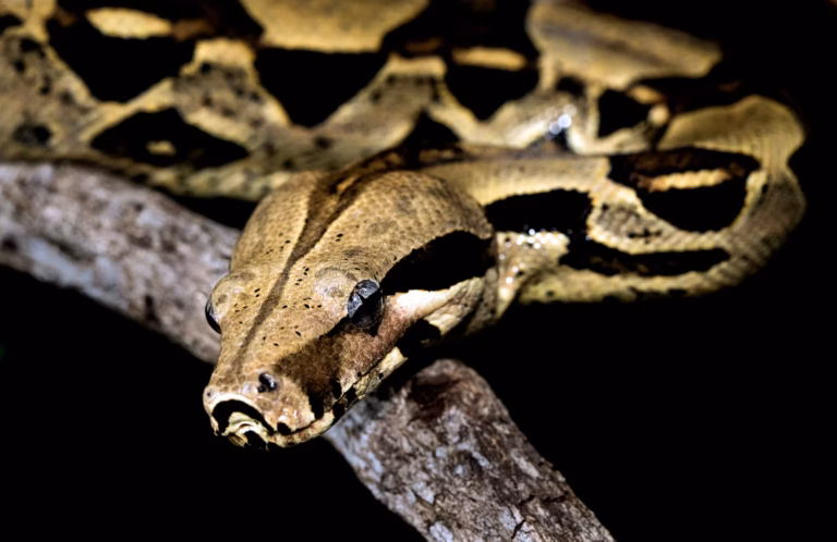 Can You Own a Boa Constrictor in Iowa
