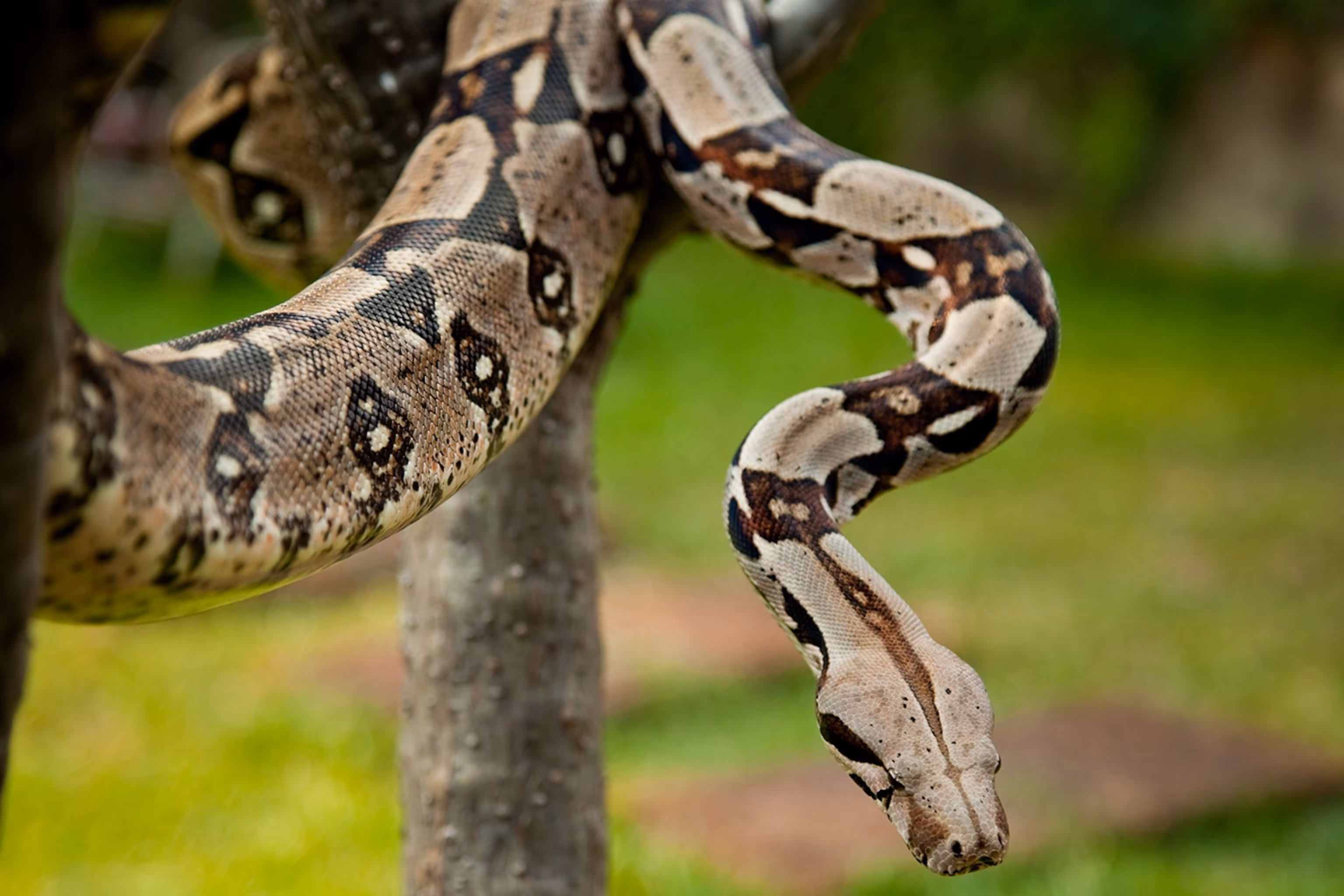 Can You Own a Boa Constrictor in Maryland