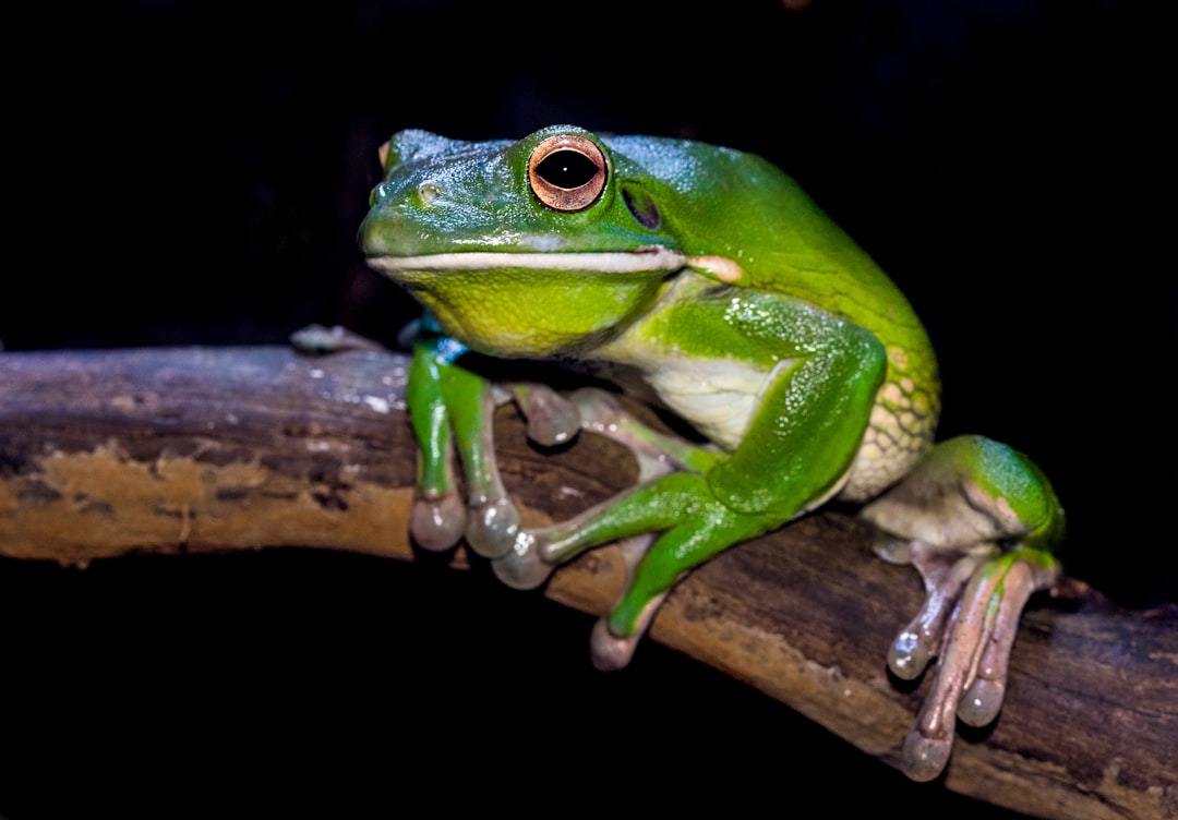 14 Types of Frogs in East Tennessee: A Field Guide to Local Species